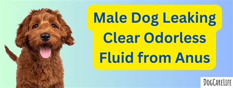 dog leaking fluid from bum|Dog Leaking Clear Fluid from Anus: 8 Causes。